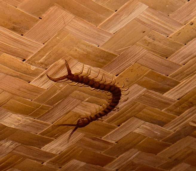 Островная живность так желала доброго утра, больше Артур туда не возвращался  | Источник: личных архив Артура