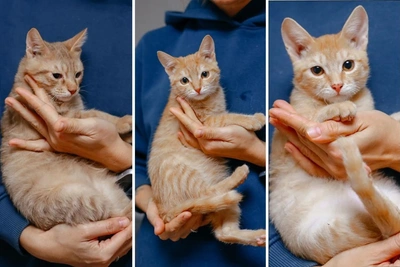 Perm shelter seeks home for rescued ginger kittens