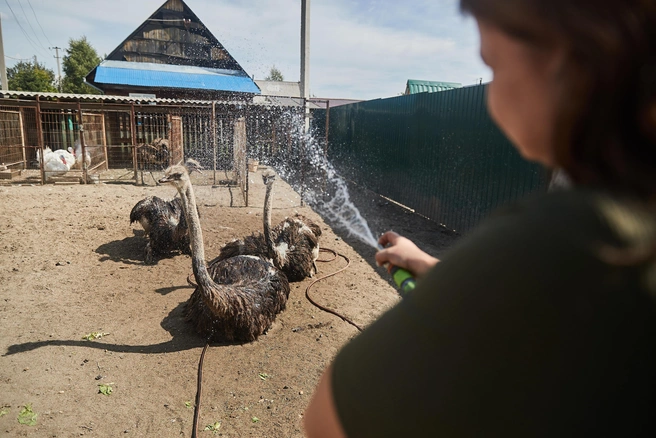 В жаркую погоду страусов купают из шланга | Источник: Александр Ощепков / NGS.RU