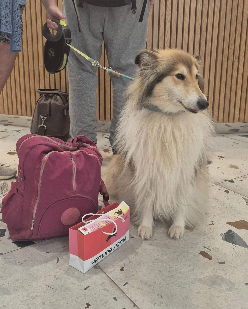 Для гостей с животными здесь выделили отдельные номера и зоны для прогулок, проводят гипоаллергенную уборку | Источник: Пресс-служба курорта «Роза Хутор»