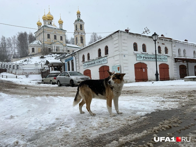 Такая вот рыба | Источник: Андрей Бирюков / UFA1.RU