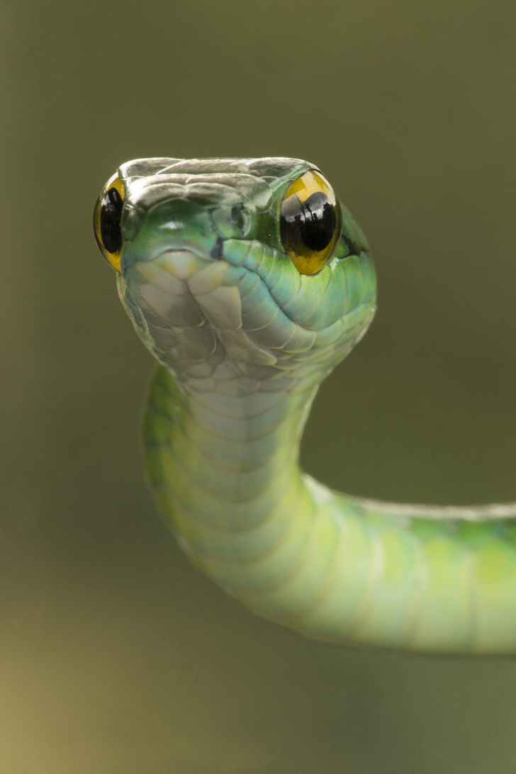 Почему с большой вероятностью снится змея: научное и психологическое объяснение