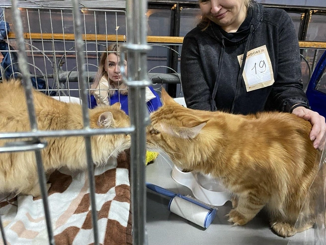 Под вечер котики уже устали и начали проситься из своих домиков | Источник: Ирина Господаренко / NGS22.RU