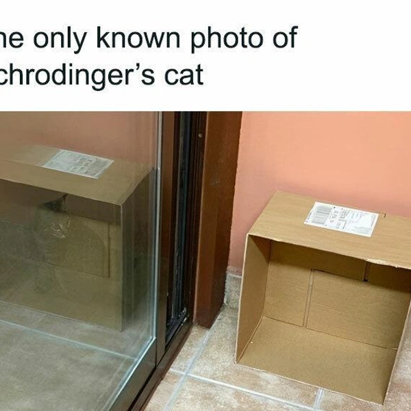 Единственное известное фото кота Шрёдингера | Источник: Basic Physics