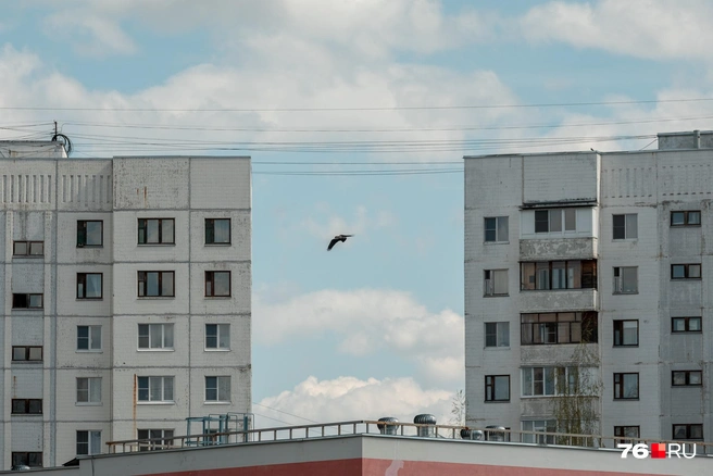 Словно тетради в клетку  | Источник: Александр Куренной / 76.RU