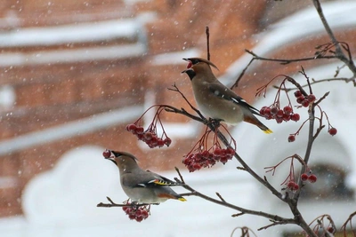 Waxwings Feast on Rowan Berries in Nizhny Novgorod