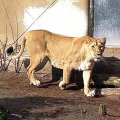В Московский зоопарк привезли азиатскую львицу