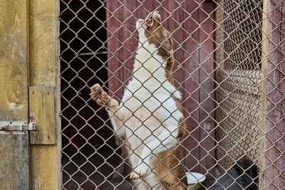 Татарстан разрабатывает закон о бездомных животных