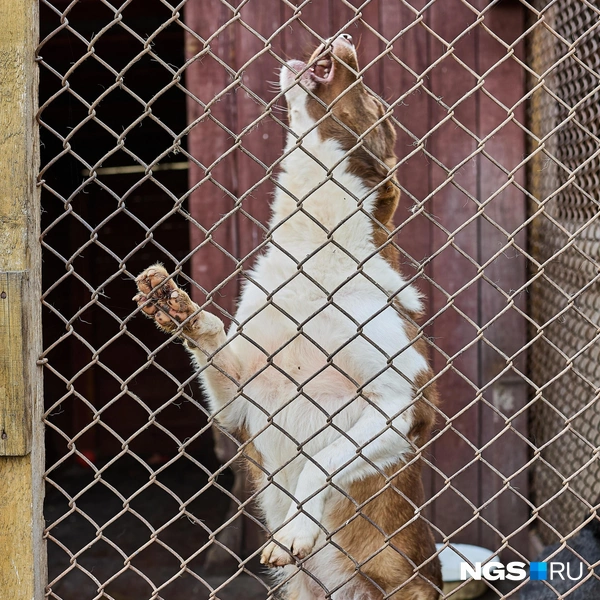 Для многих собак оказаться в таком приюте — счастливый случай. Хотя, конечно, не такой счастливый, как если бы у каждой был дом и любящая семья | Источник: Александр Ощепков / NGS.RU