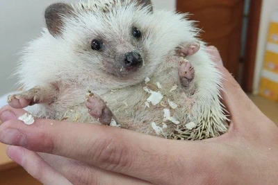 Фетисов представил ежика Сонника — талисмана экологической акции