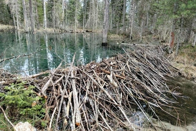 Бобры соорудили плотину без гвоздей в Алтайском заповеднике
