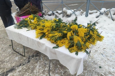 Уличная продажа мимозы к 8 Марта в Новосибирске