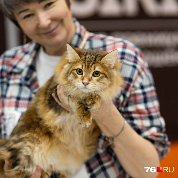 На руках у заводчицы девочка Саломея, дома ее называют Софой. Кошка русской породы курильский бобтейл. Телосложение таких пушистиков отличается длинными задними лапами и коротким заломанным хвостом, котики с таким рождаются, это мутация | Источник: Артем Бауман / 76.RU