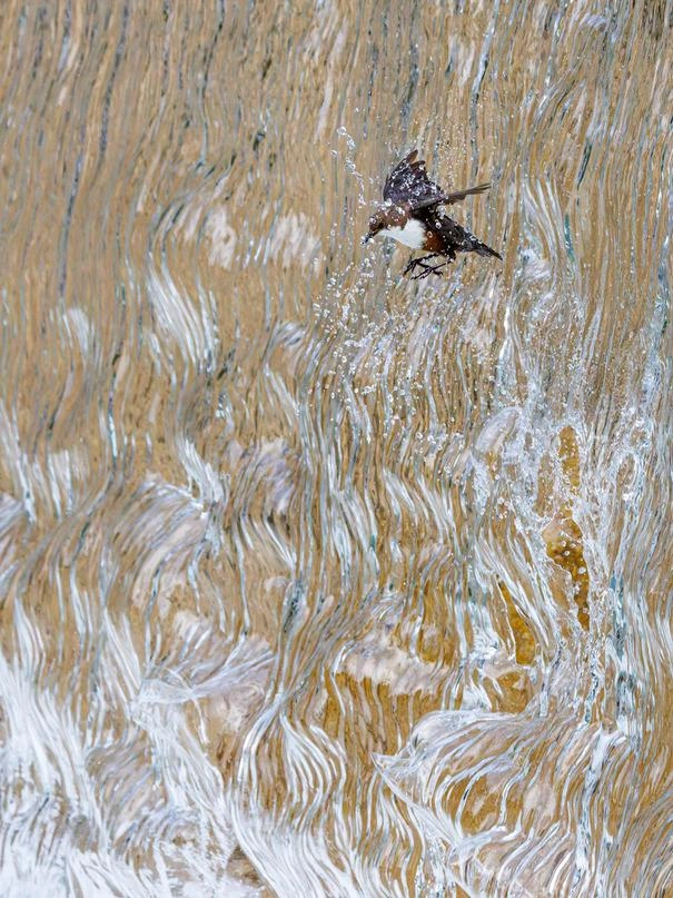 Источник: Konrad Wothe / GDT Nature Photographer of the Year 2025