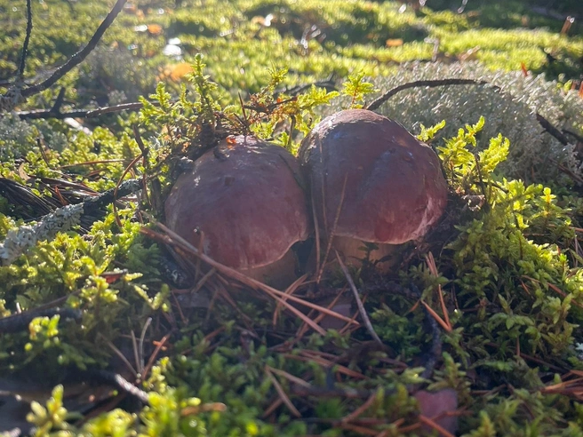 Грибы собирают в разных районах Нижегородской области | Источник: gribinizhegorodskoyoblasti / vk.com