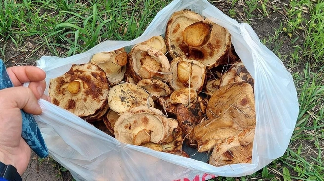 Грибы не выглядят маленькими  | Источник: Денис Стрекаль / «Грибы. Грибники Омска и Омской области» / vk.com