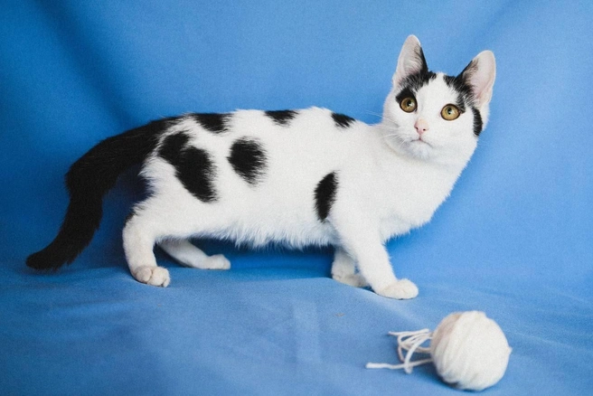 Котёнок очень игривый | Источник: «Кошки в дар (Новосибирск) от „Потеряшка-НСК“» / «ВКонтакте»