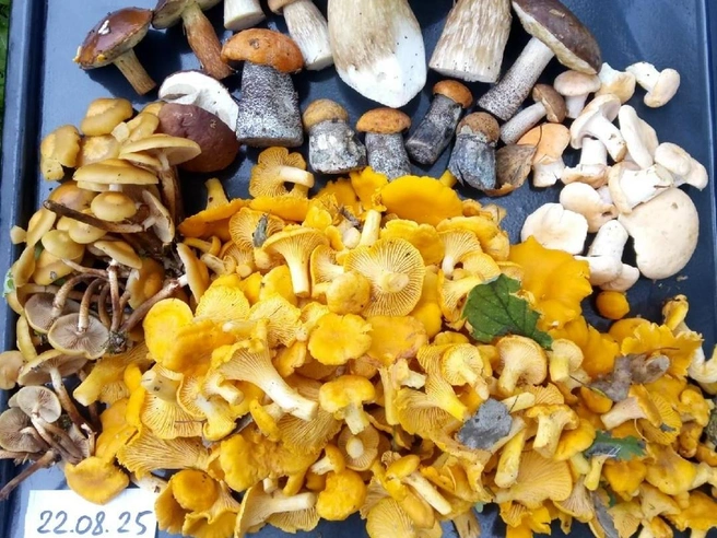 Источник: Сергей Чадов / Грибы в Подмосковье 2025 / VK.com