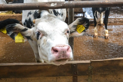 Власти объяснили приезд полиции в карантинную Козиху