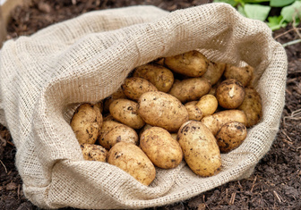 50 клубней с растения: в Сибири придумали инновационный способ выращивания картофеля