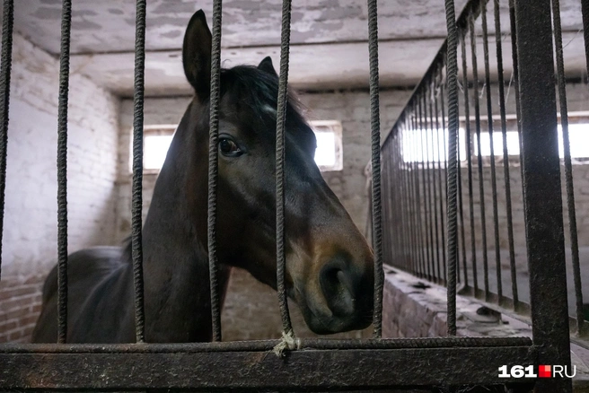 Внутри двухэтажной конюшни | Источник: Евгений Вдовин / 161.RU