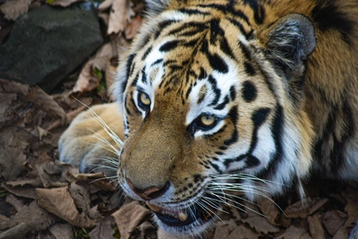 Amur Tiger Runs Onto Busy Federal Highway