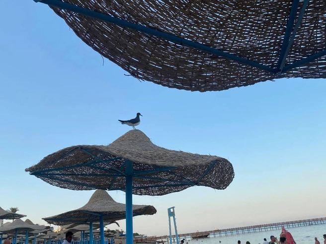 Рейс из Египта в Тюмень должен был состояться 3 ноября, но его так и не назначили. Туристам сказали, что их доставят домой лишь 7 ноября | Источник: из личного архива Таши Лобовой