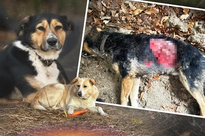 Под Волгоградом собак конного клуба похитили и пытали