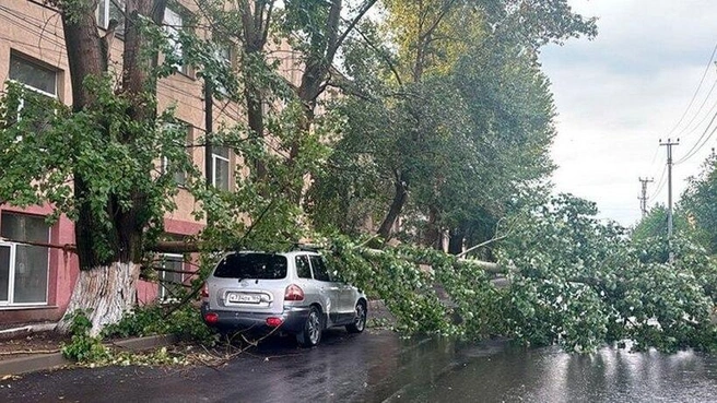Вчера в Вольске дерево повредило иномарку | Источник: портал «Вольск.ру»