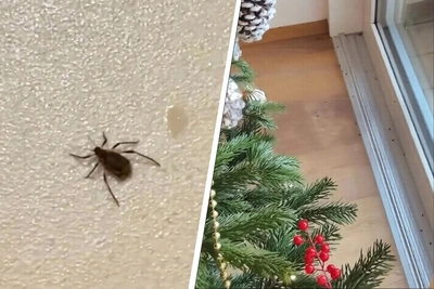 Елочные клещи: угроза для Архангельской области или фейк?