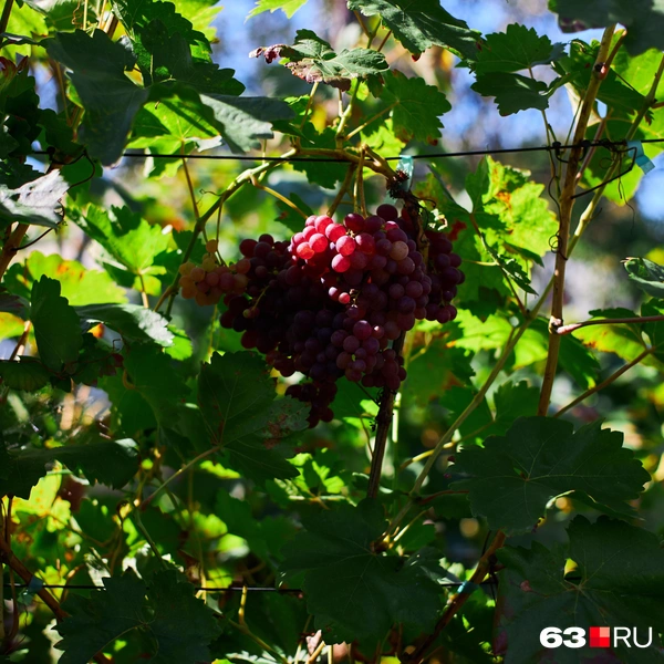 Источник: Роман Данилкин / 63.RU