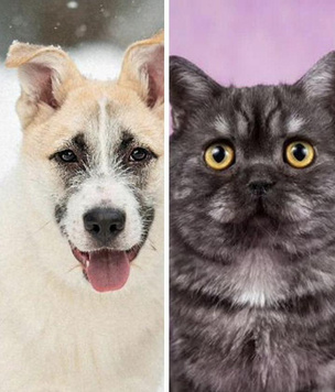 Котопёс недели: нежнейший кот Бастиль и ласковый щенок Кай ждут своих хозяев