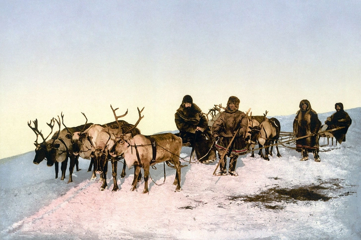 Оленьи упряжки и нарты (снимок 1890–1900 годов) | vokrugsveta.ru