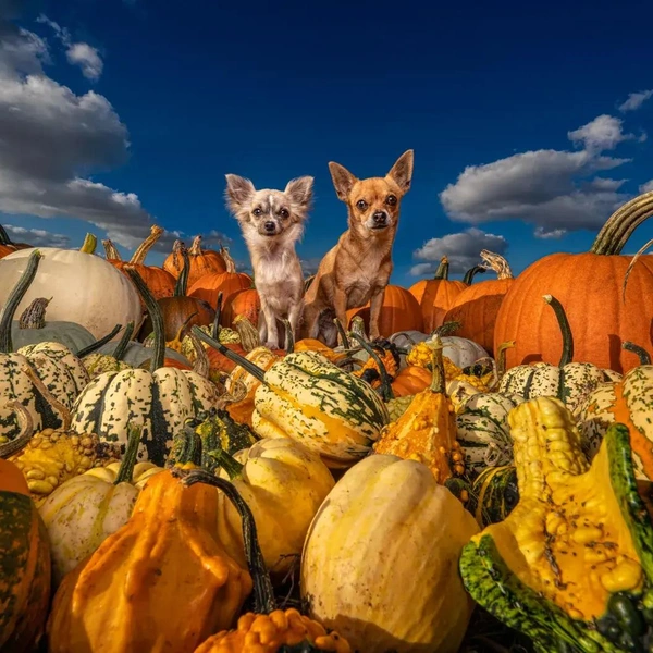 «Это все мы вырастили!» | Источник: Cat Race / British Photography Awards 2022