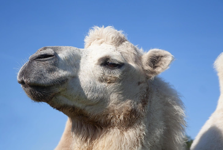 Двугорбый верблюд (Camelus bactrianus) | Источник: Gretchen Mattison / Alamy via Legion Media