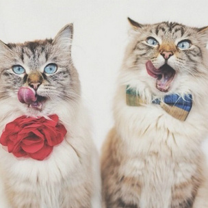 Фото котиков в Instagram: 7 самых популярных