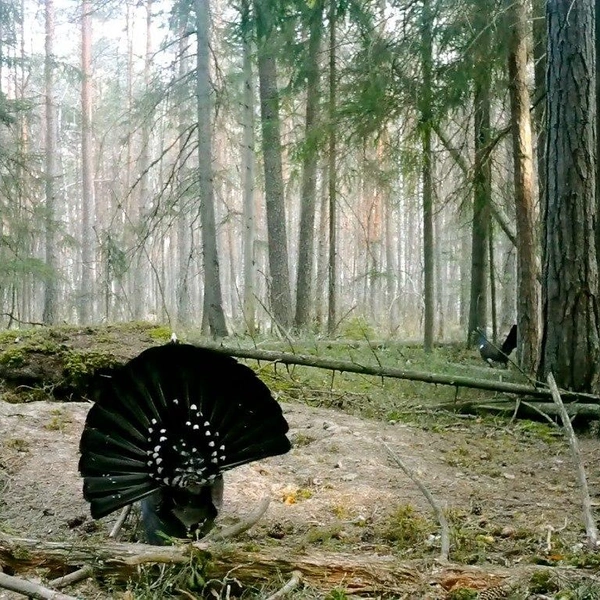 Источник: Каждой твари по паре