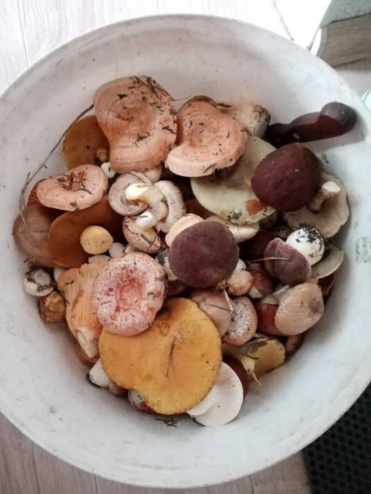 Много грибов водится в Кетовском округе, возле Иковки и Просвета | Источник: Алена Алёнина