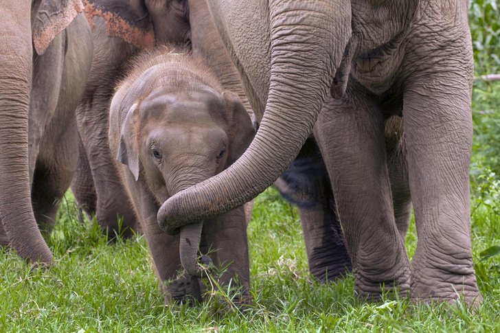 Ход слоном: чего не хватает для счастья священным животным Таиланда