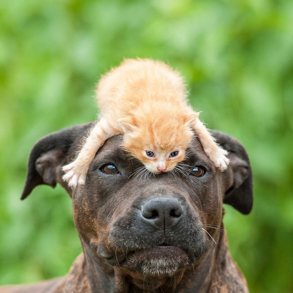 Источник: Shutterstock/Fotodom.ru