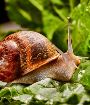 Как избавиться от улиток на участке: простые советы для вашего сада