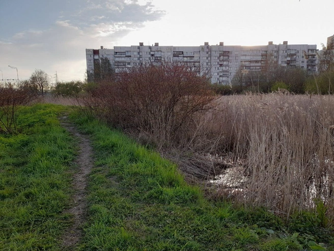 В Московском районе передумали засыпать пруд у развязки на Пулковском шоссе | Источник: Анна Мотовилова / «Фонтанка.ру»