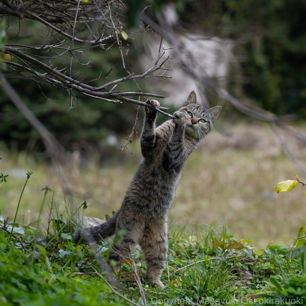 Это фото заряжено на позитив | Источник: okirakuoki / Instagram (экстремистская организация, деятельность запрещена на территории РФ)