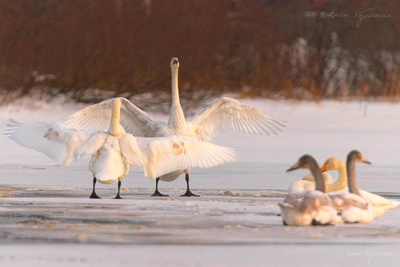 Птицы, которые не улетели: камышницы и кликуны
