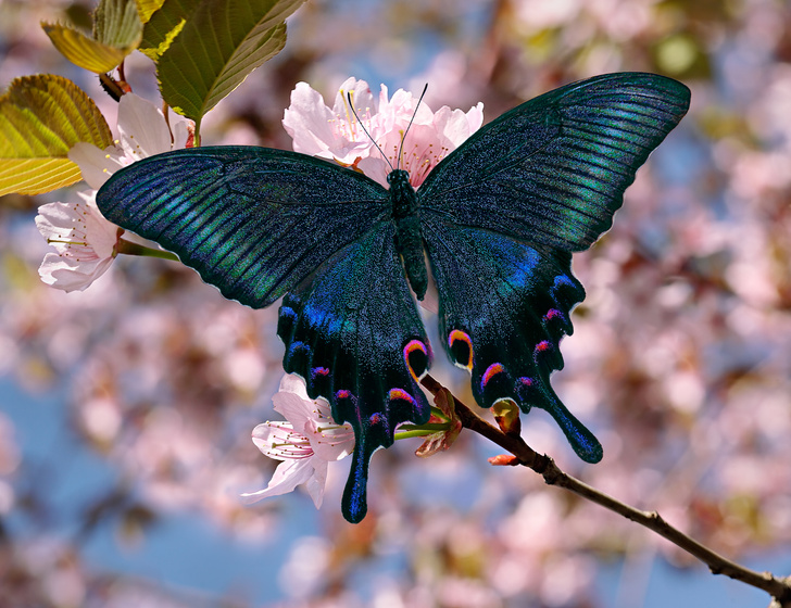 10 бабочек, крылья которых похожи на полотна импрессионистов