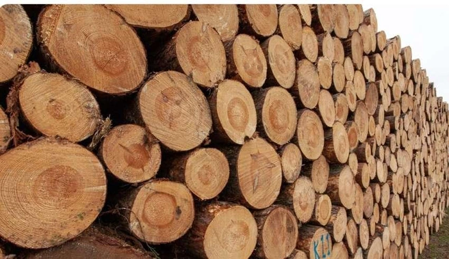 Статистика свидетельствует о заметном сокращении экспорта леса в целом | Источник: nk-tv.com