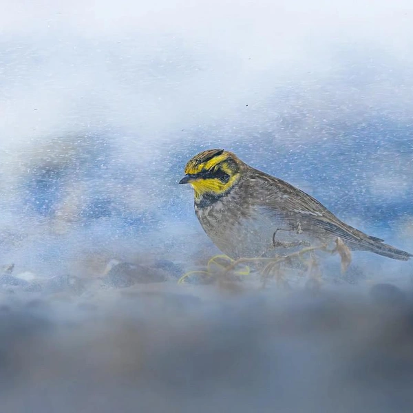 Финалист в номинации «Молодой фотограф в возрасте 11-14 лет» | Источник: Néo Koslowski / Wildlife Photographer of the Year 2025