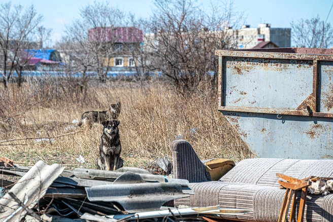 В четырех МО Оренбургской области продлили режим экстраординарной ситуации из-за бродячих собак | Источник: Олег Фёдоров / CHITA.RU