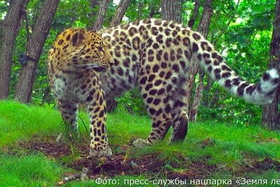 Число дальневосточных леопардов выросло в 6 раз