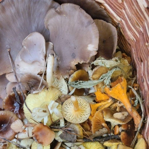 Источник: Nirmal Champak / Грибы в Подмосковье 2025 / VK.com